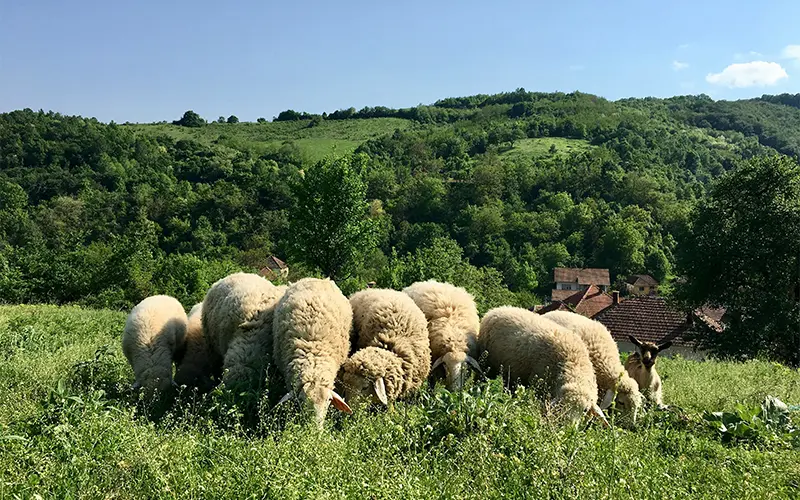 Zelena umetnost i kultura